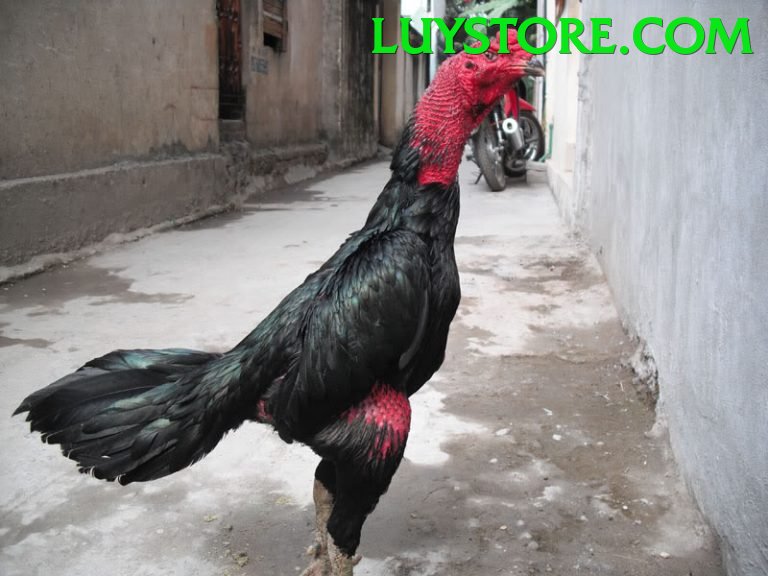 Đá Gà Trực Tiếp - Ưu đãi đặc biệt